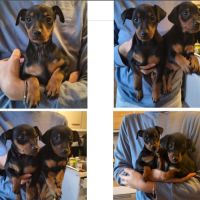 Chiots pinscher nain #3