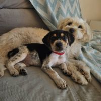 Tiago, bébé fripon #3