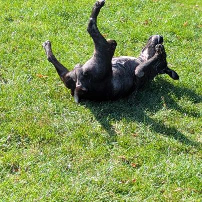 Paty, douce créole en normandie #4