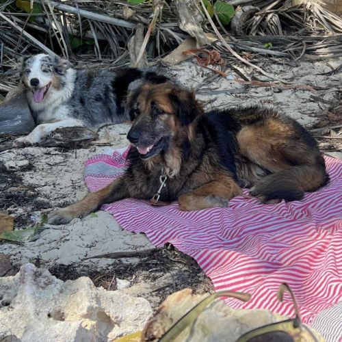 Bobby sans famille #5