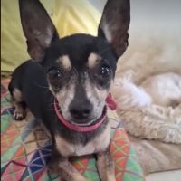 Ziggy le petit pinscher