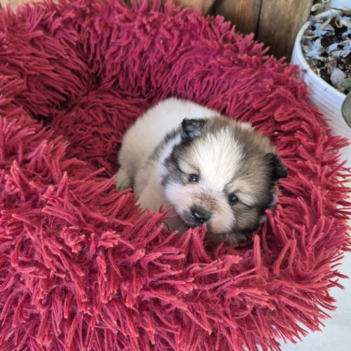 Petit  femelle  spitz