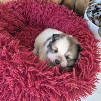 Petit  femelle  spitz