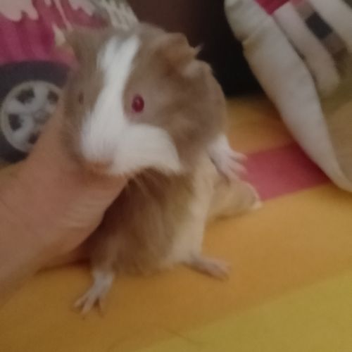 Mignon cochon d'inde #1