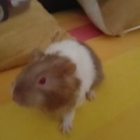 Mignon cochon d'inde #2