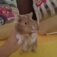 Mignon cochon d'inde #0