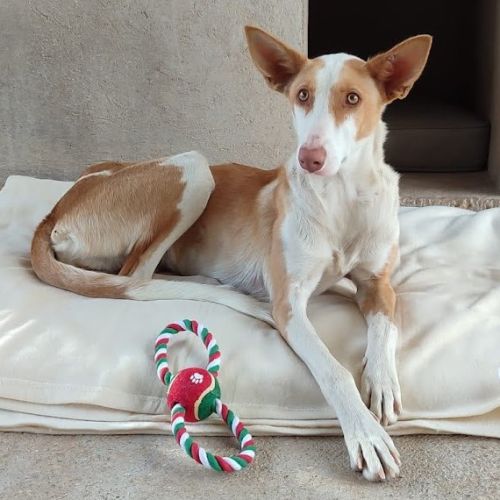 Valeria, superbe podenca de 2 ans #1