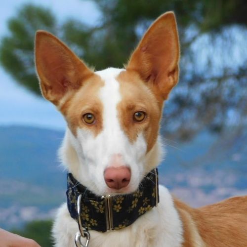 Valeria, superbe podenca de 2 ans #2