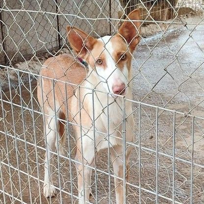 Valeria, superbe podenca de 2 ans #5
