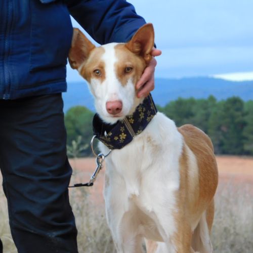 Valeria, superbe podenca de 2 ans #6