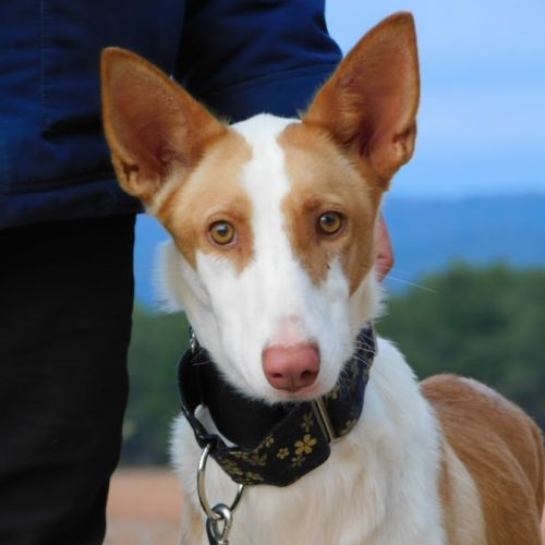 Valeria, superbe podenca de 2 ans #0