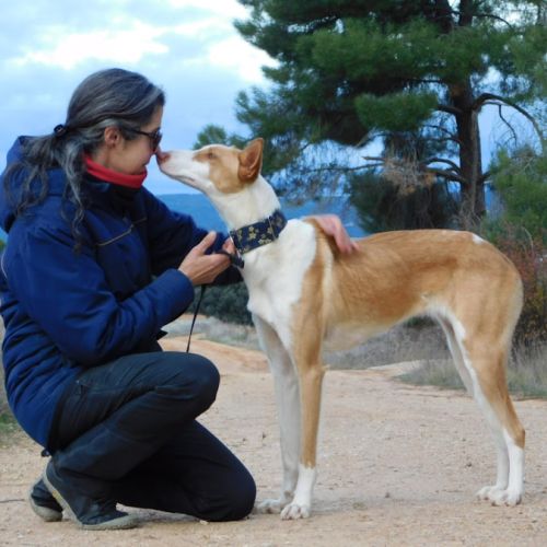 Valeria, superbe podenca de 2 ans #8