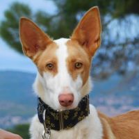 Valeria, superbe podenca de 2 ans #2