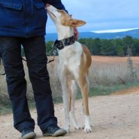 Valeria, superbe podenca de 2 ans #3