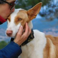 Valeria, superbe podenca de 2 ans #4