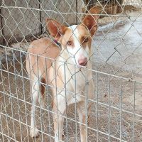 Valeria, superbe podenca de 2 ans #5