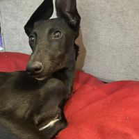Perla, chiot femelle galga de 5 mois