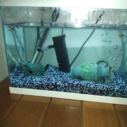 Mâle et femelle platy #1