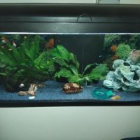 Mâle et femelle platy #0