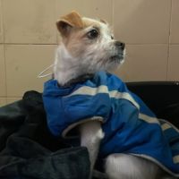 Perla, 3 ans petite chienne douce et adorable #1