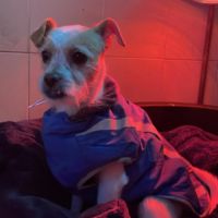 Perla, 3 ans petite chienne douce et adorable #3