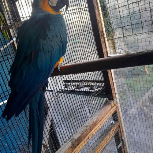 Ararauna 2022 eam #1