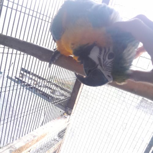 Ararauna 2022 eam #0