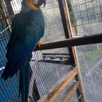 Ararauna 2022 eam #1