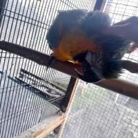 Ararauna 2022 eam #3