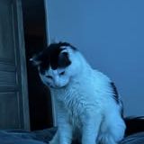 Chat anita à l adoption #2