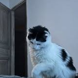 Chat anita à l adoption #3