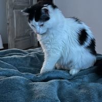 Chat anita à l adoption