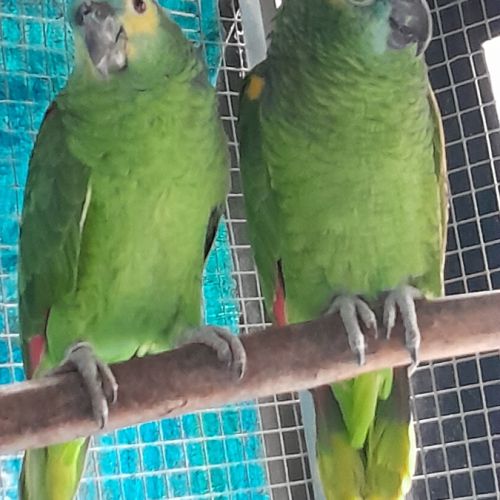 Couple amazone front bleu #2