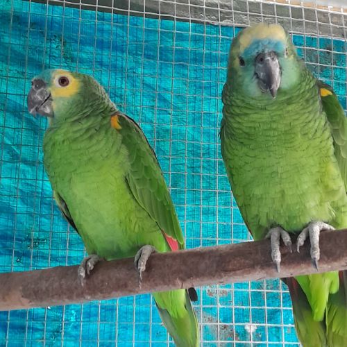 Couple amazone front bleu #3