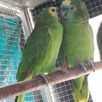 Couple amazone front bleu