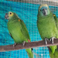 Couple amazone front bleu #3