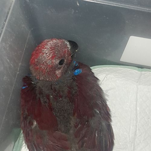 Femelle eclectus eam #0