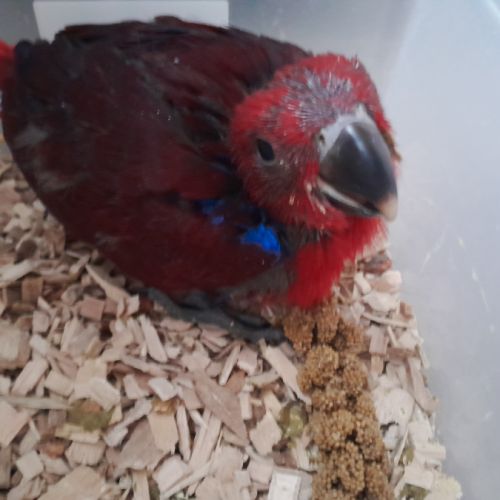 Femelle eclectus eam #3