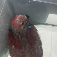 Femelle eclectus eam