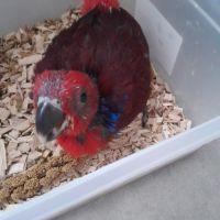 Femelle eclectus eam #2