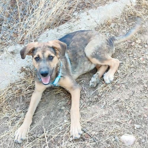 Tasio, adorable chiot de 5 mois ! #3