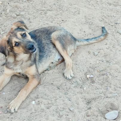 Tasio, adorable chiot de 5 mois ! #4