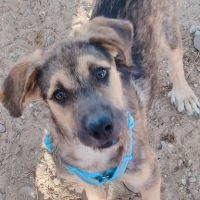 Tasio, adorable chiot de 5 mois !