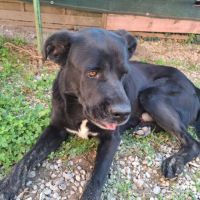 Chien scoubidou à l adoption