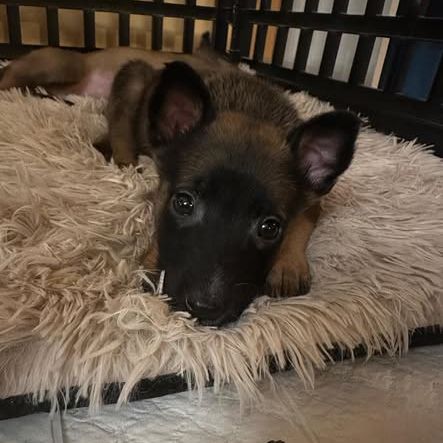 Chien black à la réservation #0