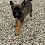 Chien black à la réservation #2