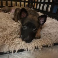 Chien black à la réservation