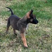 Chien black à la réservation #3