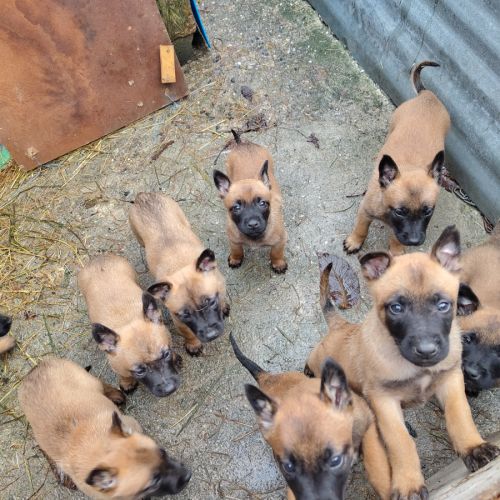 Chiot malinois #0