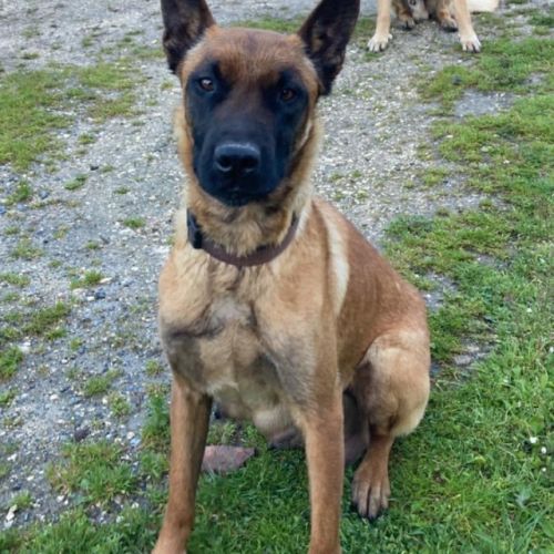 Chiot malinois #3
